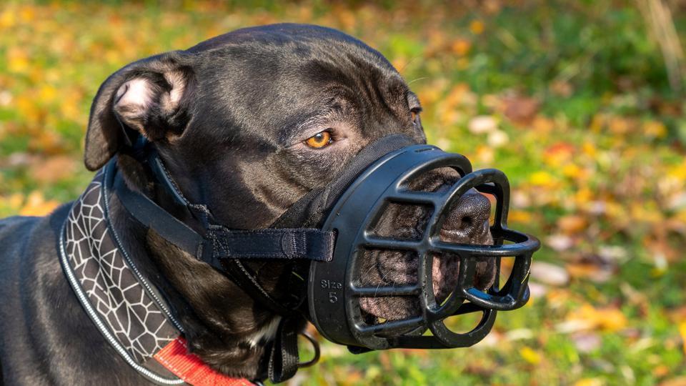 Dog Bite Injury Statute of Limitations in Alaska