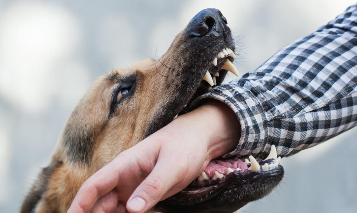Alaska Dog Bite Laws Protecting Children Alaska Dog Bite Laws Protecting Children
