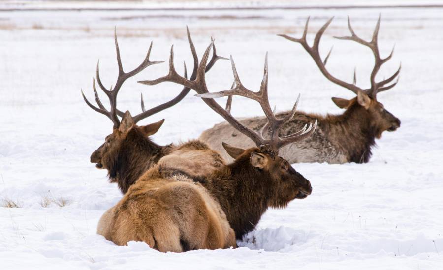 wildlife-collisions Wildlife Collisions in Alaska: Who is Liable for Moose or Caribou Accidents?
