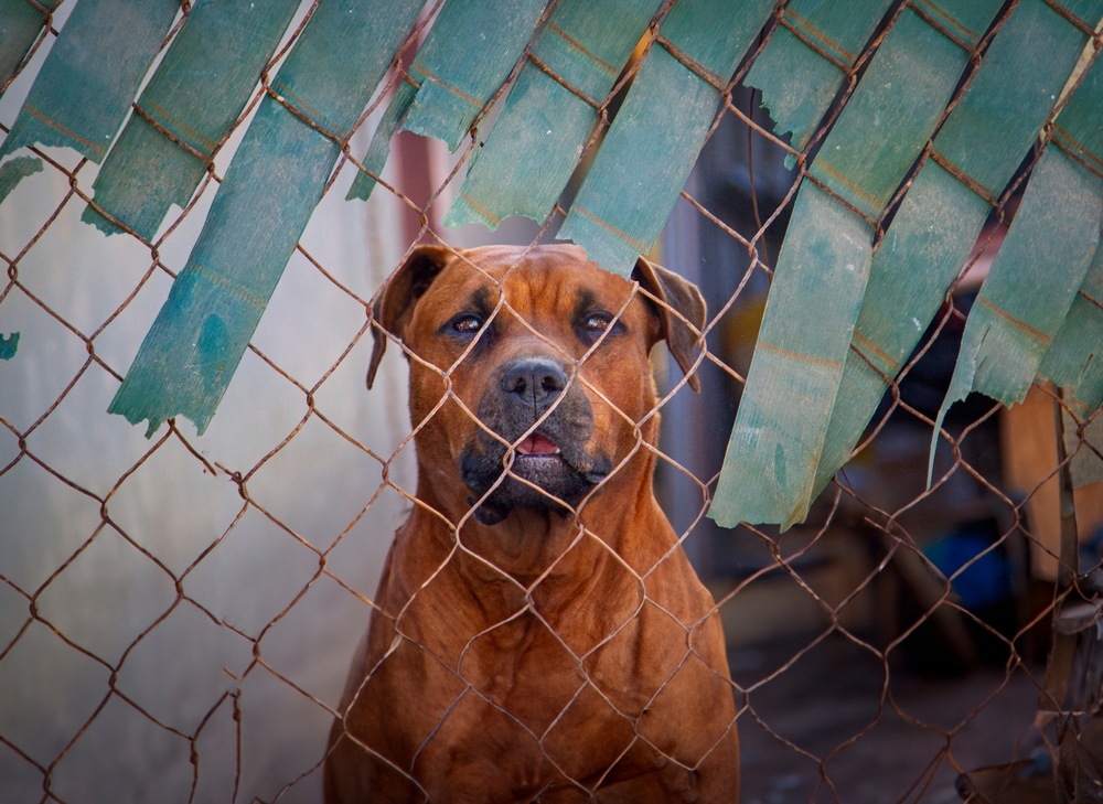 Dog behind a chain-link fence looking at camera